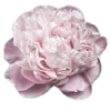 Стикер 15 Darling