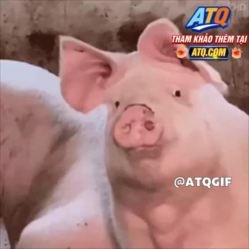 🤩 Стикер «ATQGIF» для Telegram