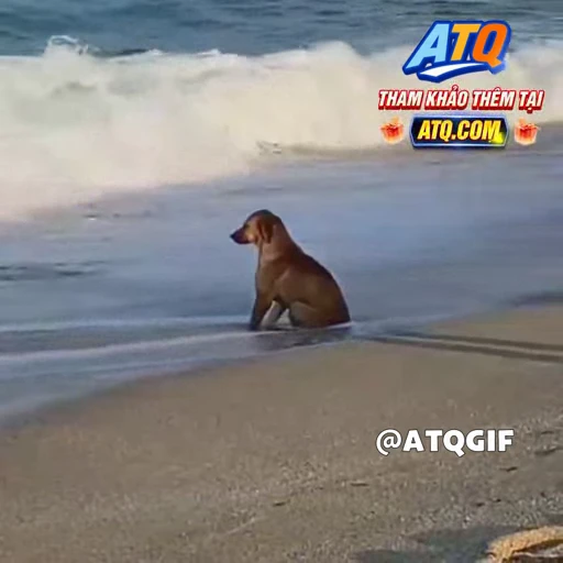 🤩 Стикер «ATQGIF» для Telegram