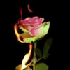 🌟 Эмодзи «ᴀʙᴀᴇʟ ᴀᴇsʜᴇɔs» для Telegram