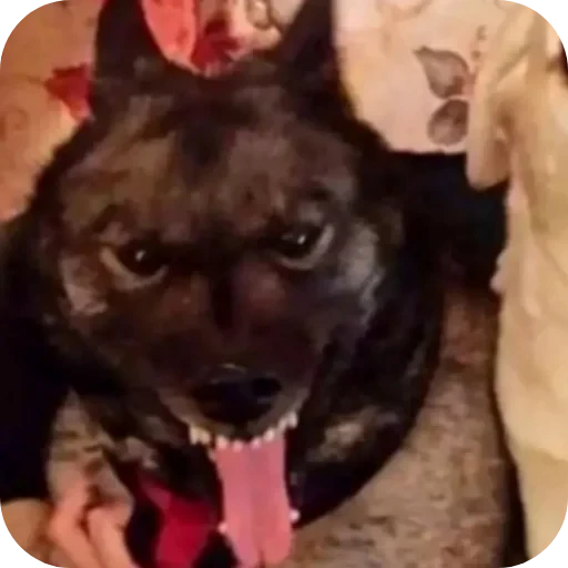 🐶 Стикер «BoniChota» для Telegram