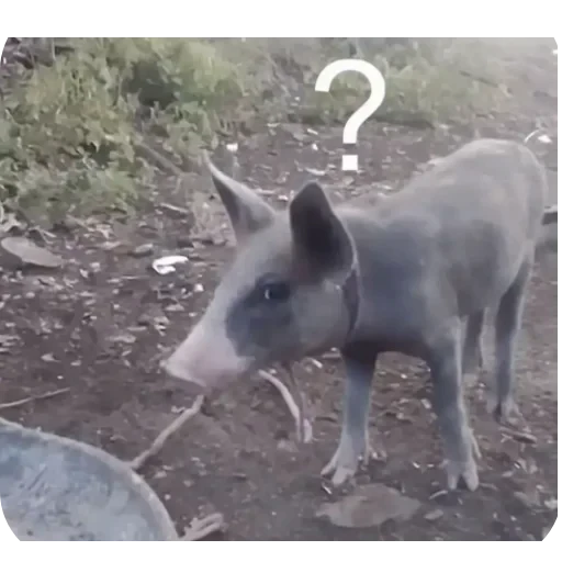 👍 Стикер «BoniChota» для Telegram