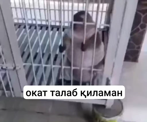 🤏 Стикер «Addys O1» для Telegram
