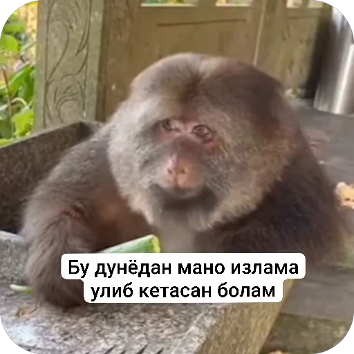 🌟 Стикер «Akmalovna Anu» для Telegram