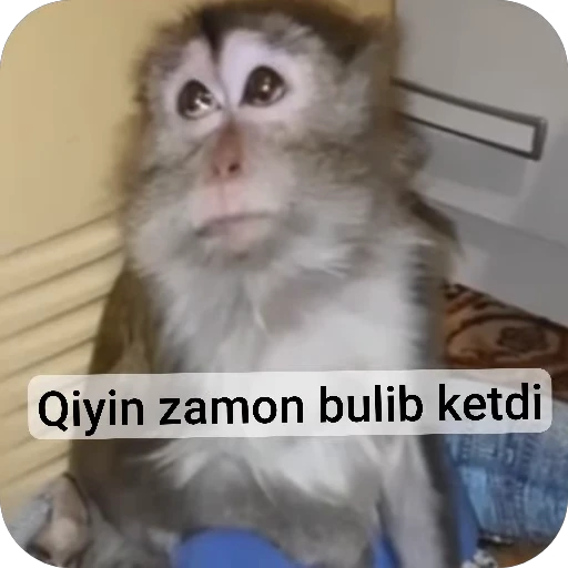 😭 Стикер «Akmalovna Anu» для Telegram