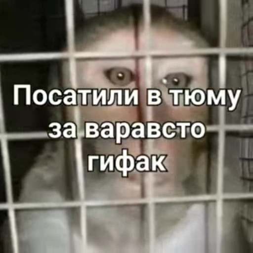👮 Стикер «Обезьяна» для Telegram