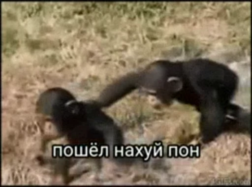 🖕 Стикер «Обезьяна» для Telegram