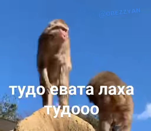 🤘 Стикер «Обезьяна» для Telegram