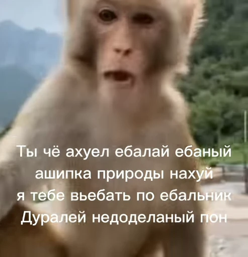 😠 Стикер «Обезьяна» для Telegram