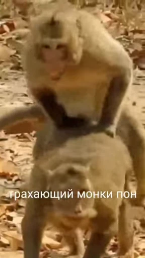 🤪 Стикер «Обезьяна» для Telegram