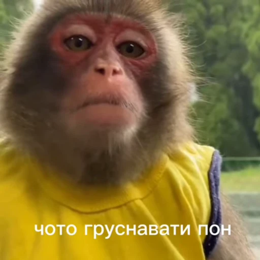 🥲 Стикер «Обезьяна» для Telegram