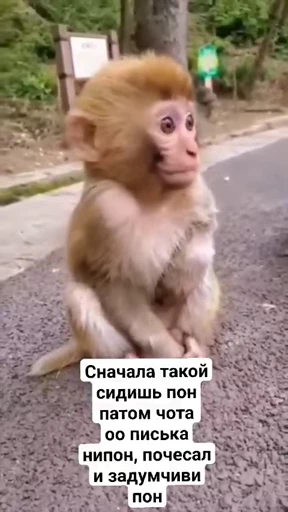 😐 Стикер «Обезьяна» для Telegram