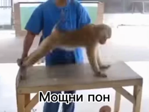 💪 Стикер «Обезьяна» для Telegram