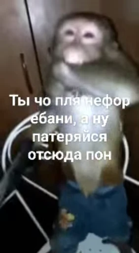 😠 Стикер «Обезьяна» для Telegram