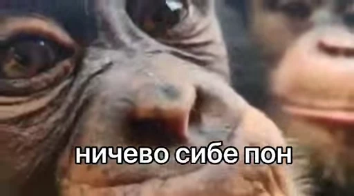 😲 Стикер «Обезьяна» для Telegram