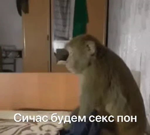 👯 Стикер «Обезьяна» для Telegram