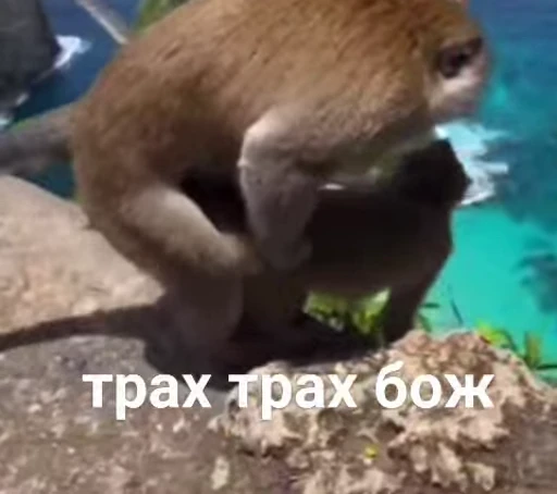 🥀 Стикер «Обезьяна» для Telegram