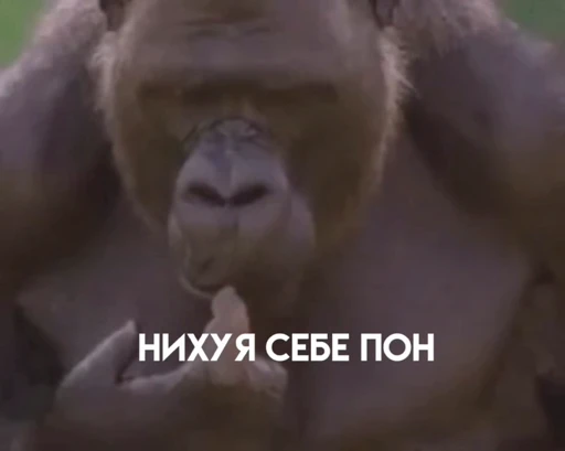 😕 Стикер «Обезьяна» для Telegram