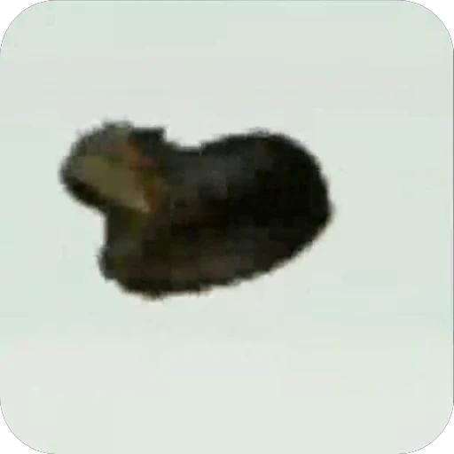 🐈 Стикер «Аля улю» для Telegram