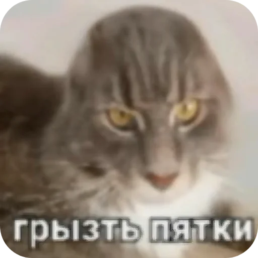 🐱 Стикер «Аля улю» для Telegram