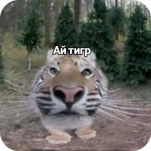 🐯 Стикер «Аля улю» для Telegram