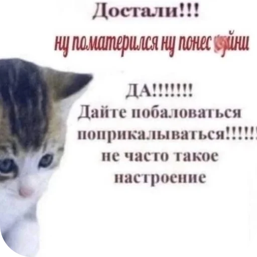 🐱 Стикер «Аля улю» для Telegram