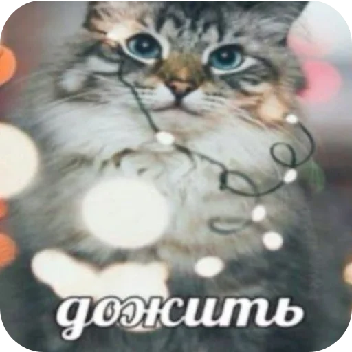 🐱 Стикер «Аля улю» для Telegram