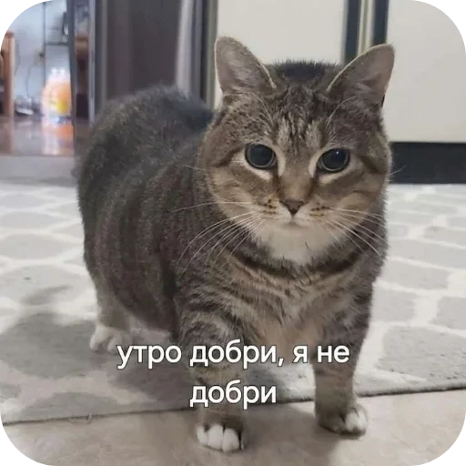 🐱 Стикер «Аля улю» для Telegram