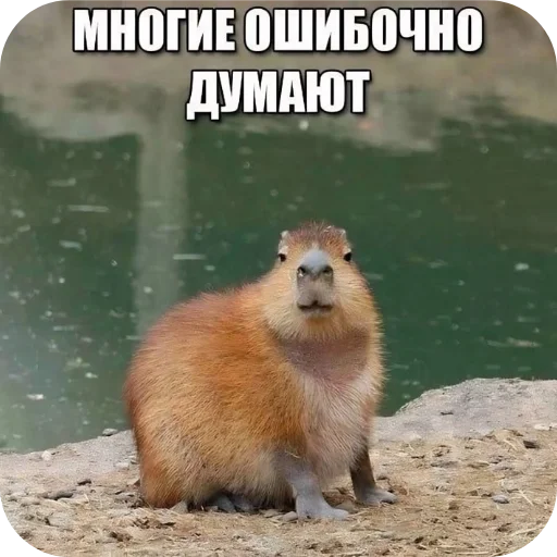 🎫 Стикер «Аля улю» для Telegram