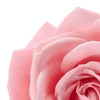 Стикер 2 Amy Rose