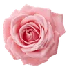 Стикер 56 Amy Rose