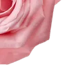 Стикер 10 Amy Rose
