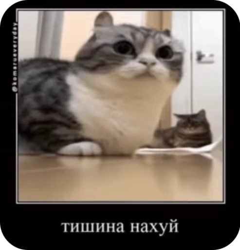 🤫 Стикер «кыцька» для Telegram