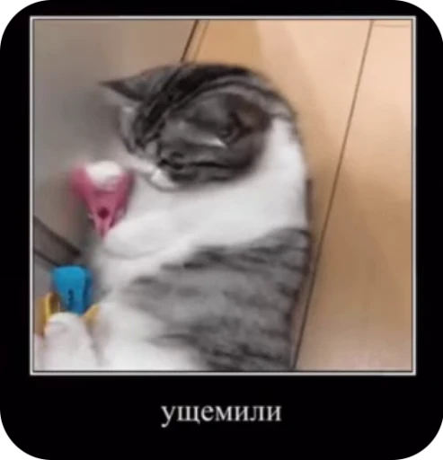 😔 Стикер «кыцька» для Telegram