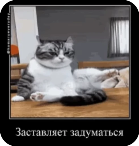 🥸 Стикер «кыцька» для Telegram