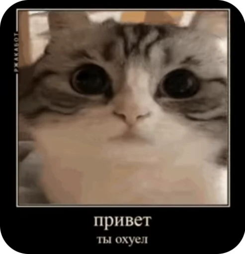 😠 Стикер «кыцька» для Telegram