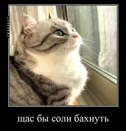 🍄 Стикер «кыцька» для Telegram