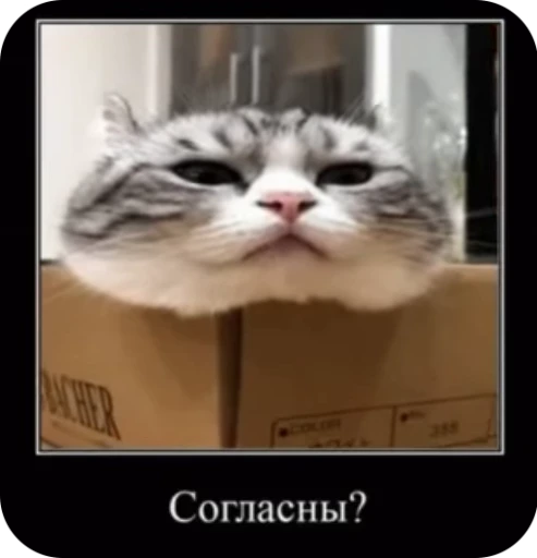🧐 Стикер «кыцька» для Telegram