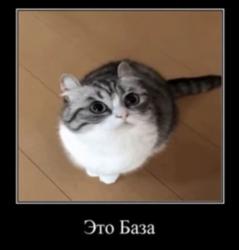 👍 Стикер «кыцька» для Telegram