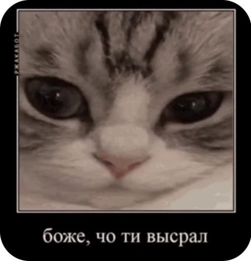 🤨 Стикер «кыцька» для Telegram