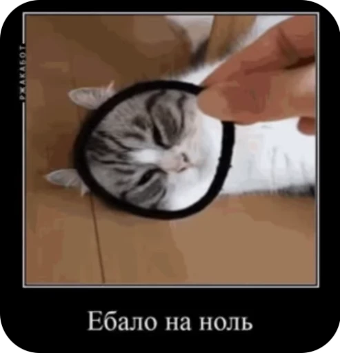 🤫 Стикер «кыцька» для Telegram