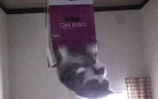 👆 Стикер «кыцька» для Telegram