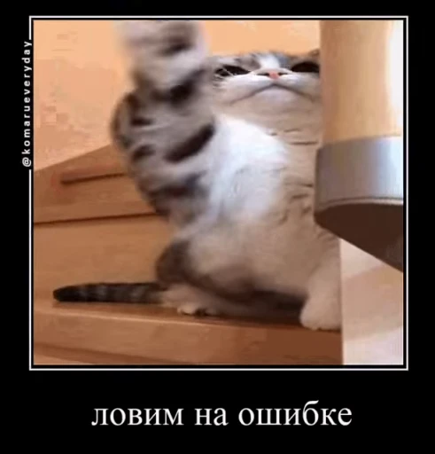 🤓 Стикер «кыцька» для Telegram