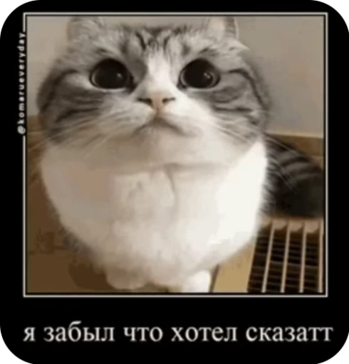 😔 Стикер «кыцька» для Telegram