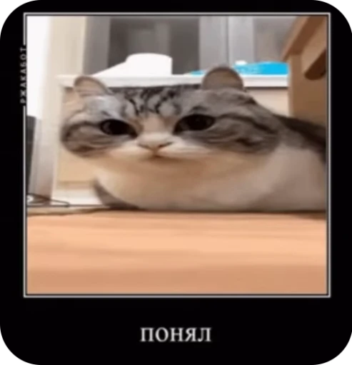 🤝 Стикер «кыцька» для Telegram