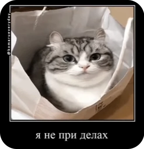 😇 Стикер «кыцька» для Telegram