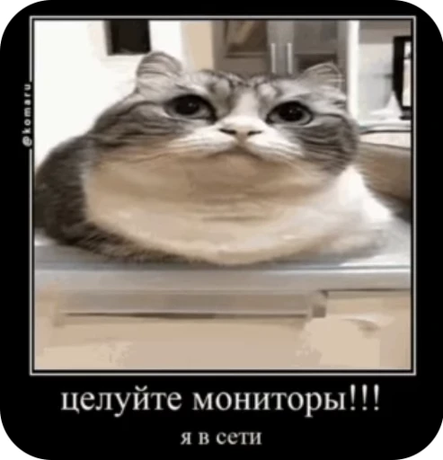 😱 Стикер «кыцька» для Telegram