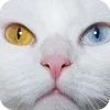 Стикерпак Котячьи мордочки для Telegram