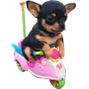 🏍 Эмодзи «☆ ★» для Telegram