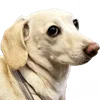 🙄 Эмодзи «☆ ★» для Telegram